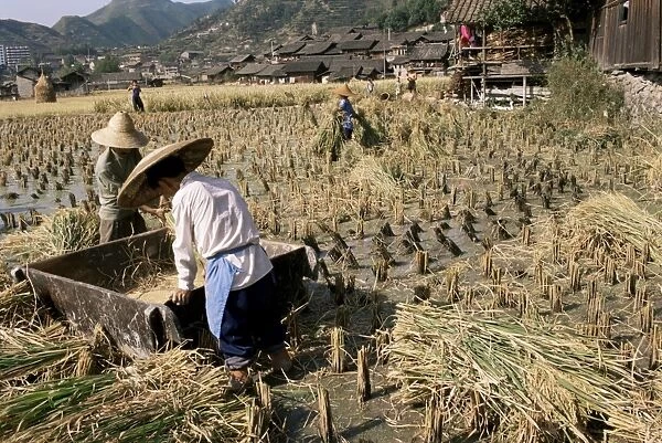 Rice being cut and threshed, Guizhou province, China, Asia