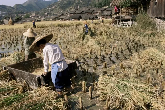 Framed Print : Rice being cut and threshed, Guizhou province, China, Asia Framed Print : Rice being cut and threshed, Guizhou province, China, Asia