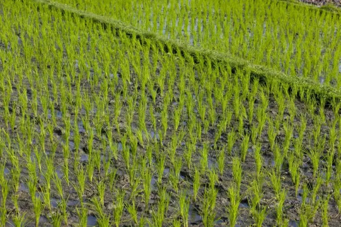 Framed Print : Rice field, Kerobokan, Bali, Indonesia, Southeast Asia, Asia Framed Print : Rice field, Kerobokan, Bali, Indonesia, Southeast Asia, Asia