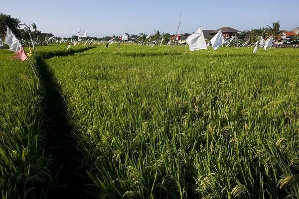 Rice field, Kerobokan, Bali, Indonesia, Southeast Asia, Asia