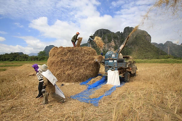 Rice field, Lao farmers harvesting rice in rural landscape, Laos, Indochina