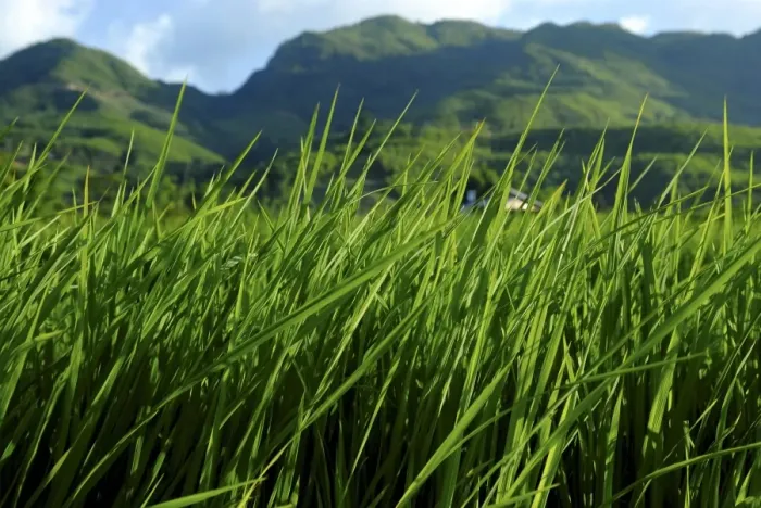 Framed Print : Rice field near Sapa, Sapa, Vietnam, Indochina, Southeast Asia, Asia Framed Print : Rice field near Sapa, Sapa, Vietnam, Indochina, Southeast Asia, Asia