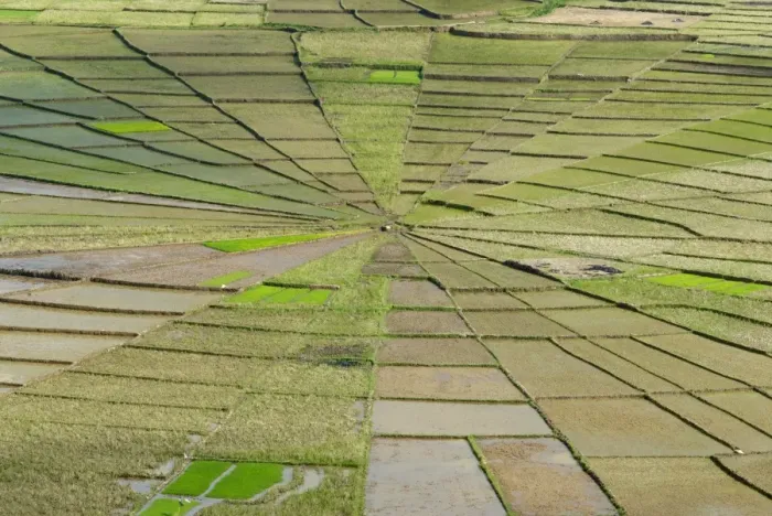 Framed Print : Rice field in spiders web shape, Region of Ruteng, Flores Island, Indonesia Framed Print : Rice field in spiders web shape, Region of Ruteng, Flores Island, Indonesia