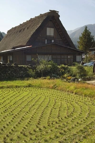 Rice field and traditional gassho zukuri thatched roof houses