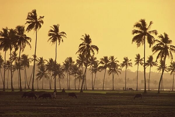 Rice fields in countryside around Panaji, Goa, India, Asia