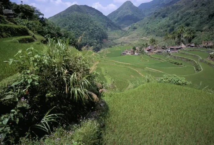 Framed Print : Rice fields near the Ifugao village of Banga-An Framed Print : Rice fields near the Ifugao village of Banga-An