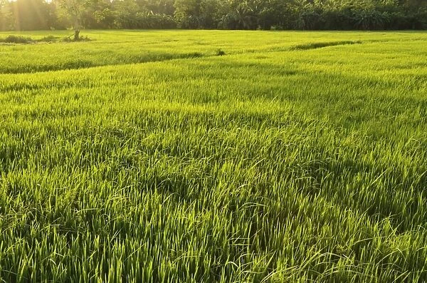 Rice fields, Polonnaruwa, Sri Lanka, Asia