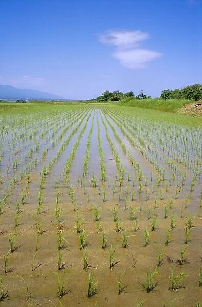 Rice fields on Sado Island