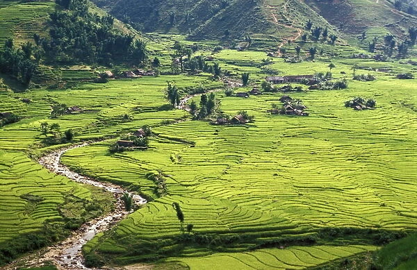 Rice fields in Sapa region, North Vietnam, Vietnam, Indochina, Southeast Asia, Asia