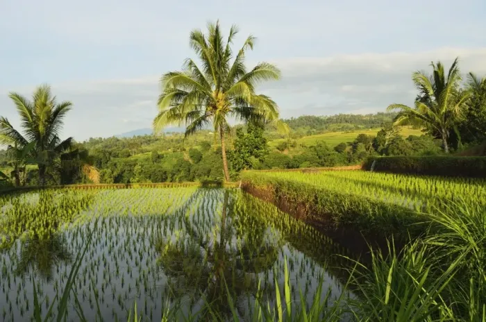 Framed Print : Rice fields, Senaru, Lombok, Indonesia, Southeast Asia, Asia Framed Print : Rice fields, Senaru, Lombok, Indonesia, Southeast Asia, Asia