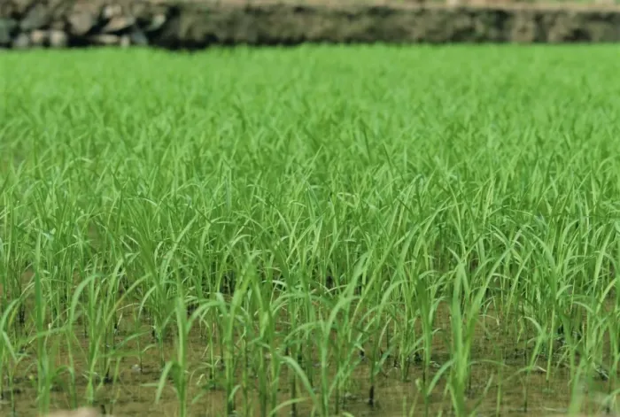 Framed Print : Rice growing at Longsheng, Guangxi Province, China, Asia Framed Print : Rice growing at Longsheng, Guangxi Province, China, Asia