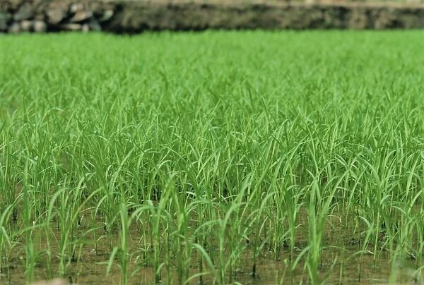 Rice growing at Longsheng, Guangxi Province, China, Asia
