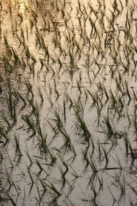 Framed Print : Rice growing in paddies, Siem Reap, Cambodia, Indochina, Southeast Asia, Asia Framed Print : Rice growing in paddies, Siem Reap, Cambodia, Indochina, Southeast Asia, Asia