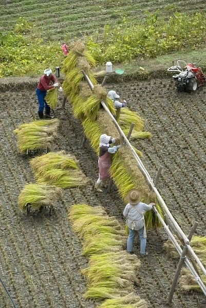 Rice harvest, hanging out cut rice to dry, Hiraizumi, Iwate-ken, northern Honshu