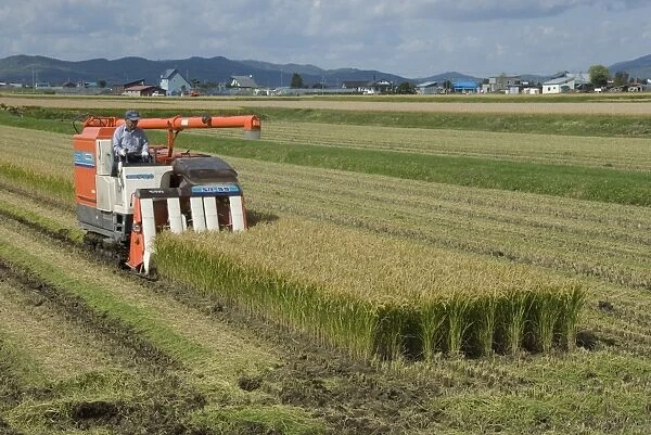 Rice harvest with mini-combine-harvester, Furano valley, central Hokkaido, Japan, Asia