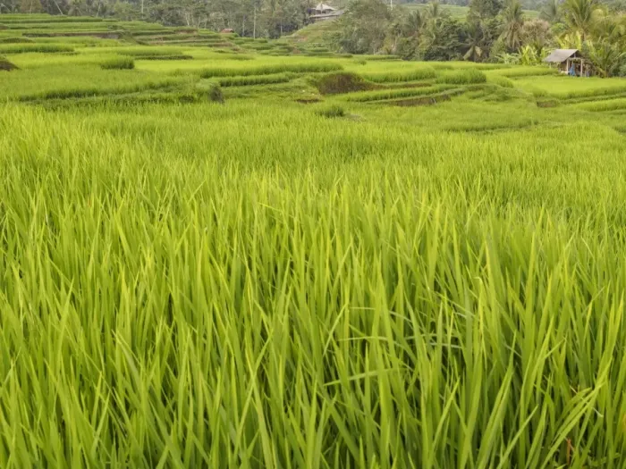 Framed Print : Rice paddies, Bali, Indonesia, Southeast Asia, Asia