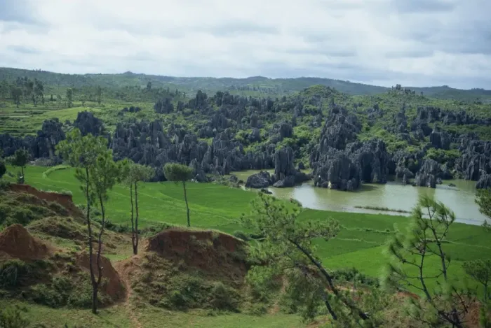 Framed Print : Rice paddies, lakes and limestone pinnacles in the Stone Forest area of Lunan in Yunnan Province Framed Print : Rice paddies, lakes and limestone pinnacles in the Stone Forest area of Lunan in Yunnan Province