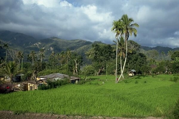 Rice paddies in a rural landscape at Moni