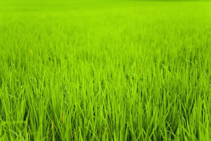 Framed Print : Rice paddy field close up in Ubud, Bali, Indonesia, Southeast Asia, Asia Framed Print : Rice paddy field close up in Ubud, Bali, Indonesia, Southeast Asia, Asia