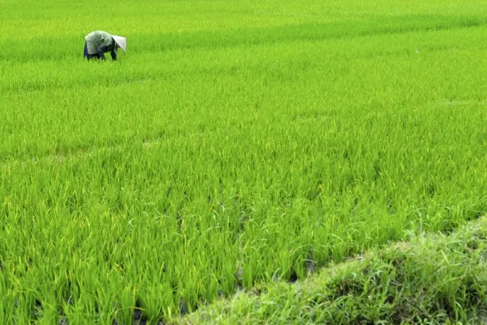 Framed Print : Rice paddy field, Halong, Vietnam, Indochina, Southeast Asia, Asia Framed Print : Rice paddy field, Halong, Vietnam, Indochina, Southeast Asia, Asia