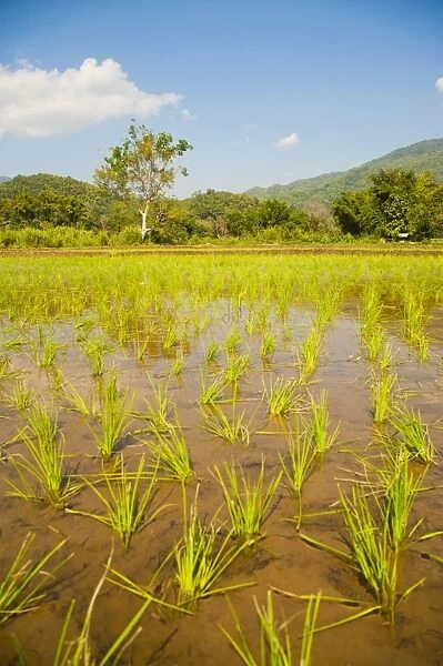 Rice paddy field landscape in the mountains surrounding Chiang Rai, Thailand, Southeast Asia, Asia