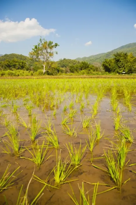Framed Print : Rice paddy field landscape in the mountains surrounding Chiang Rai, Thailand, Southeast Asia, Asia Framed Print : Rice paddy field landscape in the mountains surrounding Chiang Rai, Thailand, Southeast Asia, Asia