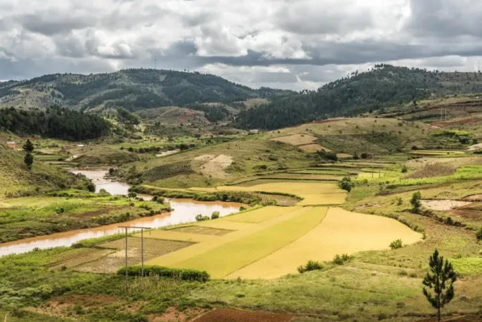 Framed Print : Rice paddy field scenery near Antananarivo, Antananarivo Province, Eastern Madagascar Framed Print : Rice paddy field scenery near Antananarivo, Antananarivo Province, Eastern Madagascar
