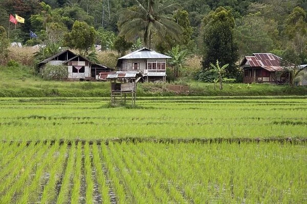 Rice paddy field, Sulawesi, Indonesia, Southeast Asia, Asia