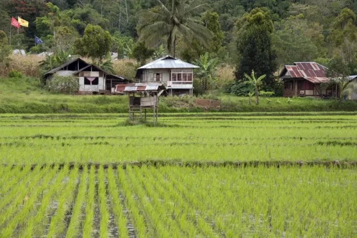Framed Print : Rice paddy field, Sulawesi, Indonesia, Southeast Asia, Asia Framed Print : Rice paddy field, Sulawesi, Indonesia, Southeast Asia, Asia