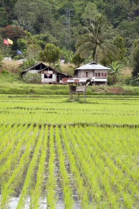 Framed Print : Rice paddy field, Sulawesi, Indonesia, Southeast Asia, Asia Framed Print : Rice paddy field, Sulawesi, Indonesia, Southeast Asia, Asia