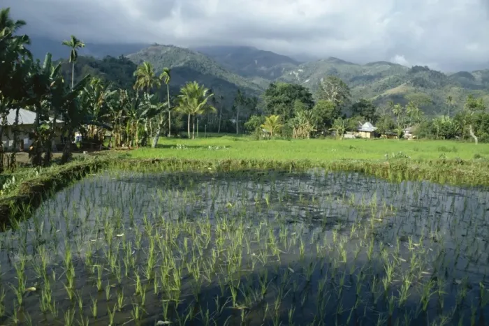 Framed Print : Rice paddy fields Framed Print : Rice paddy fields