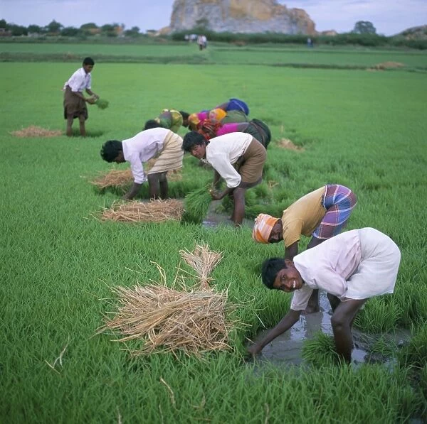 Rice paddy fields and agricultural workers