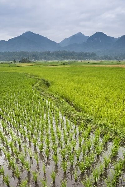 Rice paddy fields, Bukittinggi, West Sumatra, Indonesia, Southeast Asia, Asia