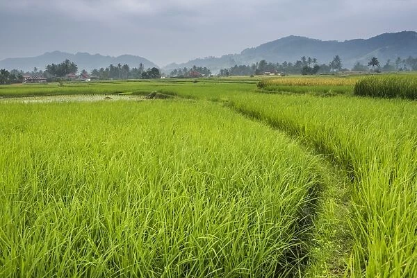 Rice paddy fields, Bukittinggi, West Sumatra, Indonesia, Southeast Asia, Asia