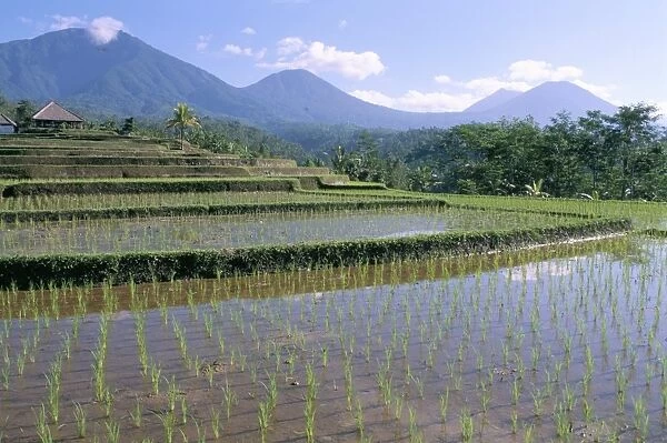 Rice paddy fields in centre of the island