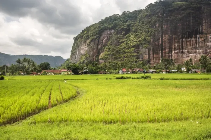 Framed Print : Rice paddy fields and cliffs in the Harau Valley, Bukittinggi, West Sumatra, Indonesia Framed Print : Rice paddy fields and cliffs in the Harau Valley, Bukittinggi, West Sumatra, Indonesia