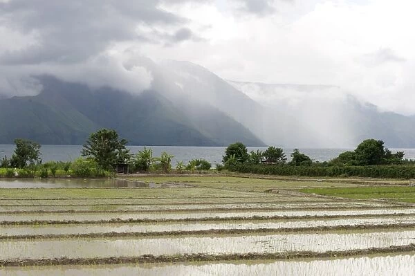 Rice paddy fields, with heavy monsoon clouds gathering over volcanic crater hills across Lake Toba from Samosir Island, Sumatra, Indonesia, Southeast Asia, Asia