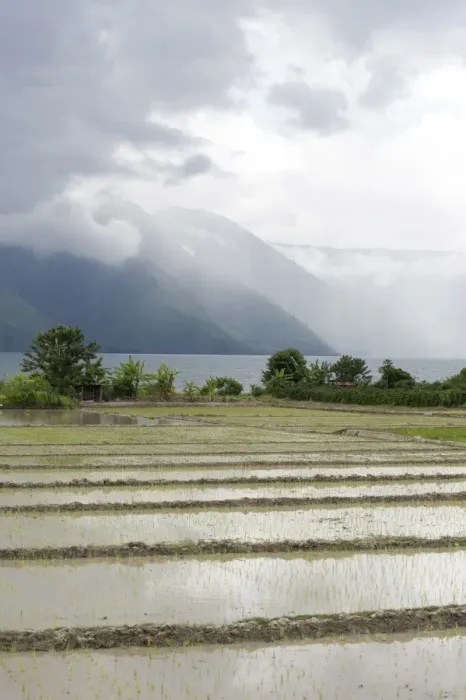 Framed Print : Rice paddy fields, with heavy monsoon clouds gathering over volcanic crater hills across Lake Toba from Samosir Island, Sumatra, Indonesia, Southeast Asia, Asia Framed Print : Rice paddy fields, with heavy monsoon clouds gathering over volcanic crater hills across Lake Toba from Samosir Island, Sumatra, Indonesia, Southeast Asia, Asia