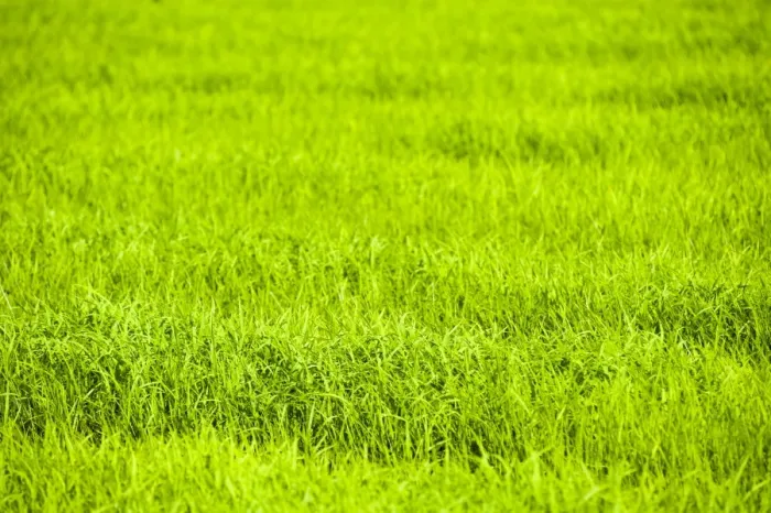 Framed Print : Rice paddy fields near Chiang Rai, Thailand, Southeast Asia, Asia Framed Print : Rice paddy fields near Chiang Rai, Thailand, Southeast Asia, Asia
