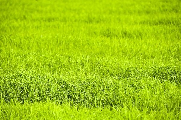 Rice paddy fields near Chiang Rai, Thailand, Southeast Asia, Asia