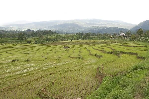 Rice paddy fields in shallow terraces, Surakarta district, Solo River valley, Java, Indonesia, Southeast Asia, Asia