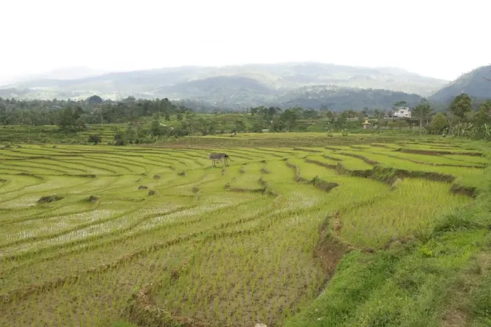 Framed Print : Rice paddy fields in shallow terraces, Surakarta district, Solo River valley, Java, Indonesia, Southeast Asia, Asia Framed Print : Rice paddy fields in shallow terraces, Surakarta district, Solo River valley, Java, Indonesia, Southeast Asia, Asia