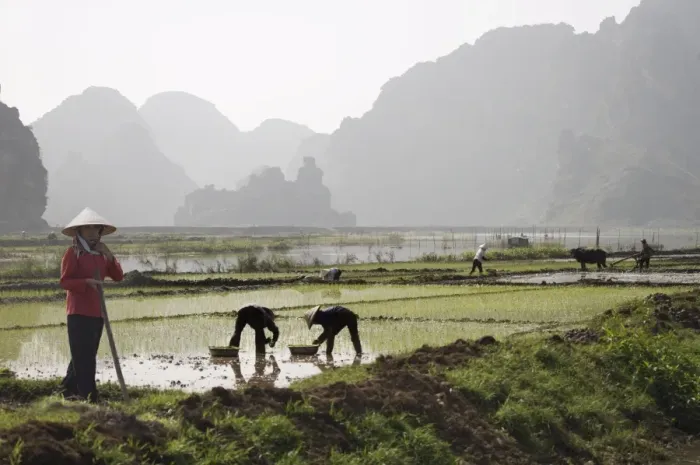 Framed Print : Rice planters working in paddy fields, Vietnam, Indochina, Southeast Asia Framed Print : Rice planters working in paddy fields, Vietnam, Indochina, Southeast Asia