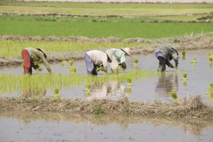 Framed Print : Rice Planting, Vientiane, Laos, Indochina, Southeast Asia, Asia Framed Print : Rice Planting, Vientiane, Laos, Indochina, Southeast Asia, Asia