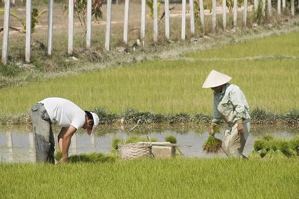 Rice planting, Vientiane, Laos, Indochina, Southeast Asia, Asia