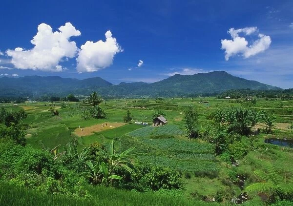 Rice Terrace, Minangkabau, Sumatra, Indonesia