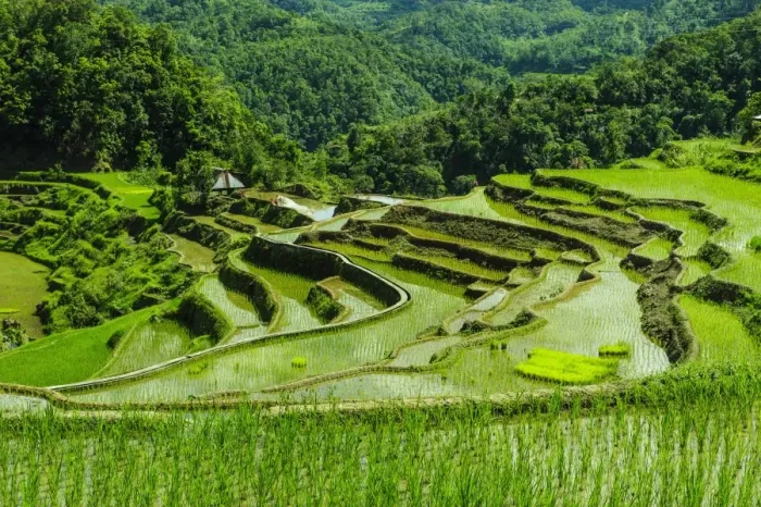 Framed Print : The rice terraces of Banaue, UNESCO World Heritage Site, Northern Luzon, Philippines, Southeast Asia, Asia Framed Print : The rice terraces of Banaue, UNESCO World Heritage Site, Northern Luzon, Philippines, Southeast Asia, Asia