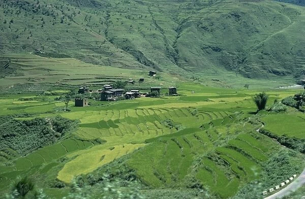 Rice terraces, Bhutan, Asia