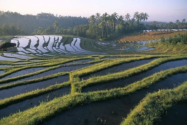 Rice terraces in centre of the island