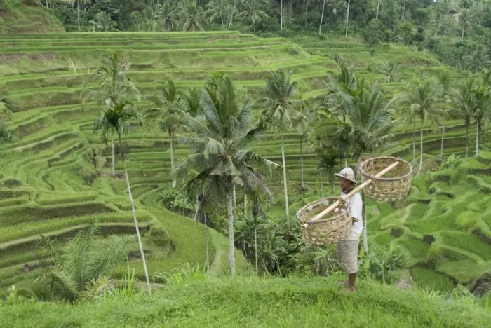 Framed Print : Rice terraces near Tegallalang Village, Bali, Indonesia, Southeast Asia, Asia Framed Print : Rice terraces near Tegallalang Village, Bali, Indonesia, Southeast Asia, Asia